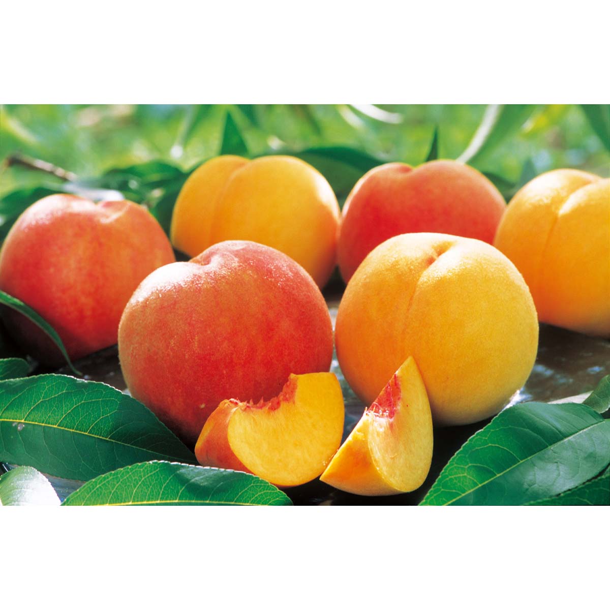 終】【完売】【産地直送】｢黄金桃」(無袋）秀品 予定販売数300｜野菜