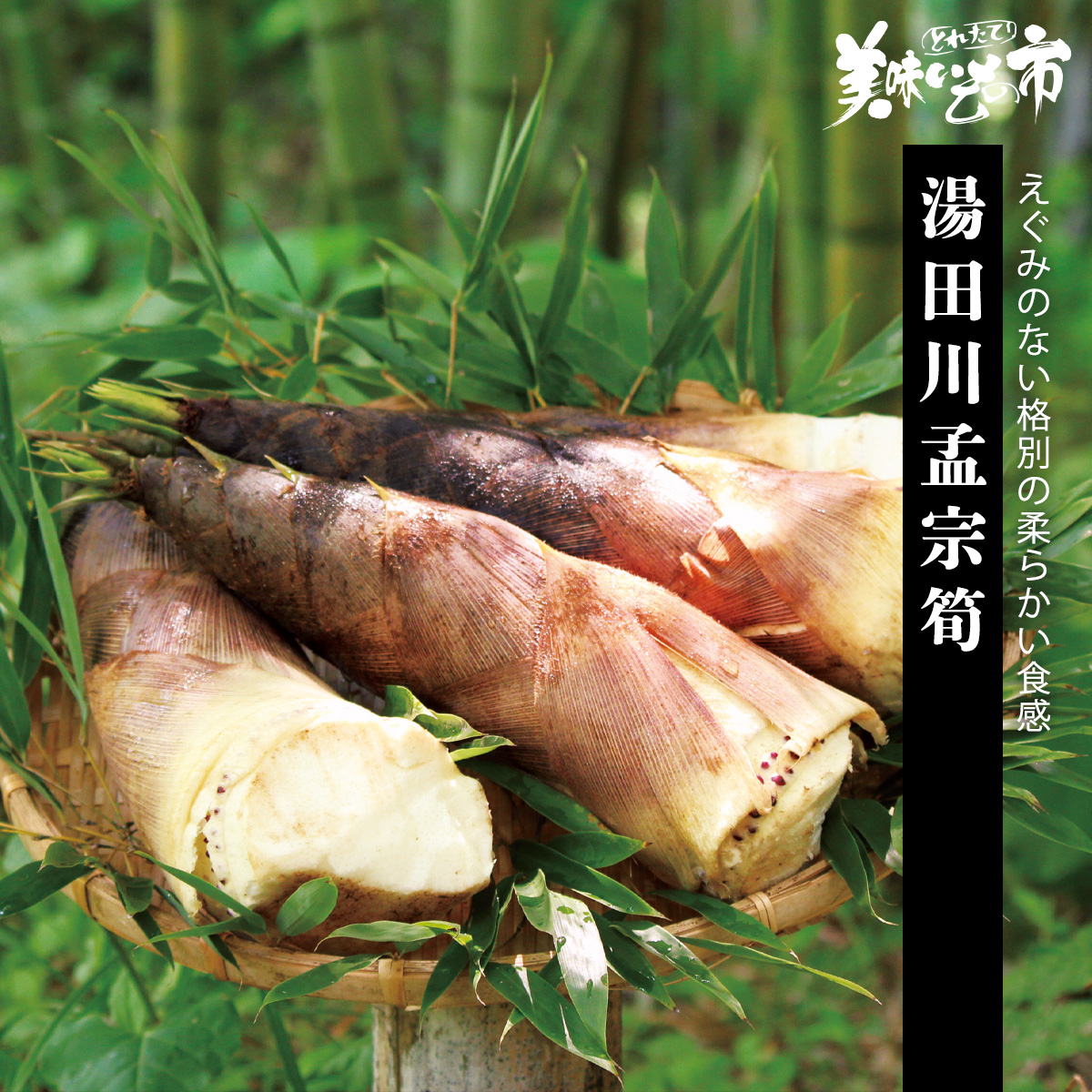 公式】 【終】【完売】【産地直送】湯田川孟宗筍 予定販売数300 (野菜