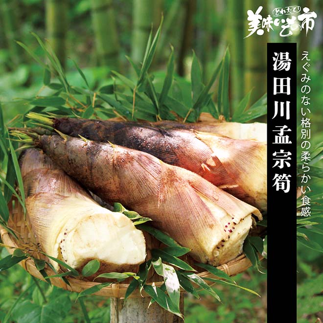 伊豆のマコモ湯サイダー「1年熟成」 公式】 【完売】【産地直送】湯田川孟宗筍 予定販売数300 (野菜