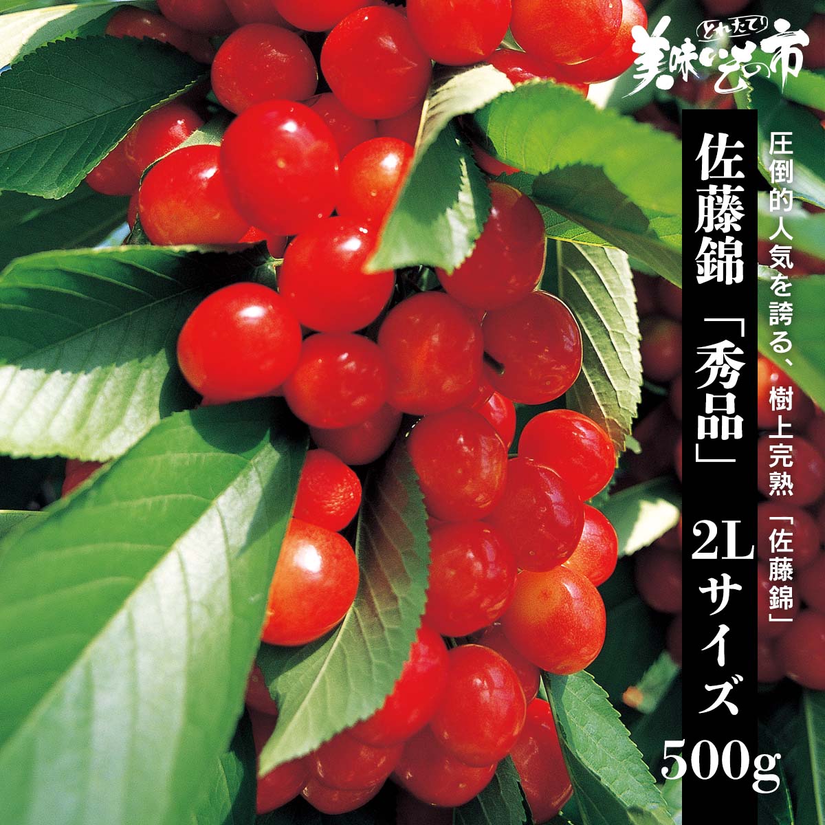 公式】 【完売】【産地直送】佐藤錦「秀品」 2Lサイズ500g 予定販売数