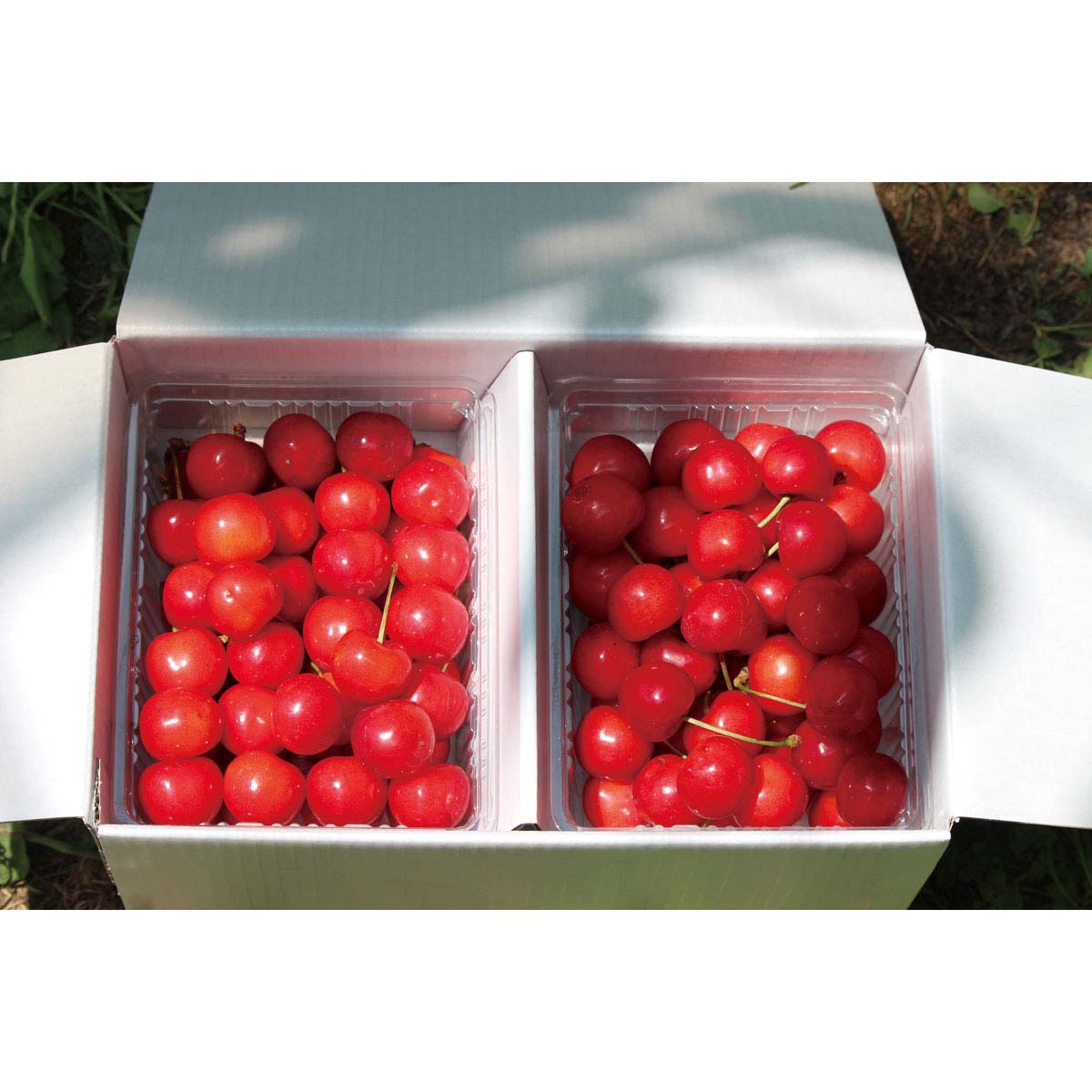 公式】 【完売】【産地直送】佐藤錦「秀品」 2Lサイズ500g 予定販売数