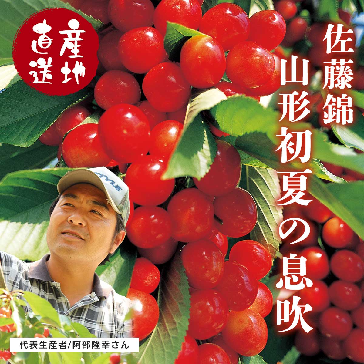 公式】 【終】【完売】【産地直送】佐藤錦「秀品」350g 予定販売数400