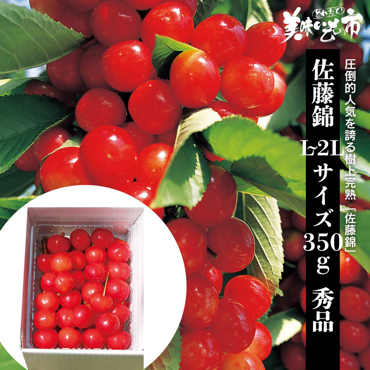 佐藤さん専用　コーズ 公式】 【終】【完売】【産地直送】佐藤錦「秀品」350g 予定販売数400