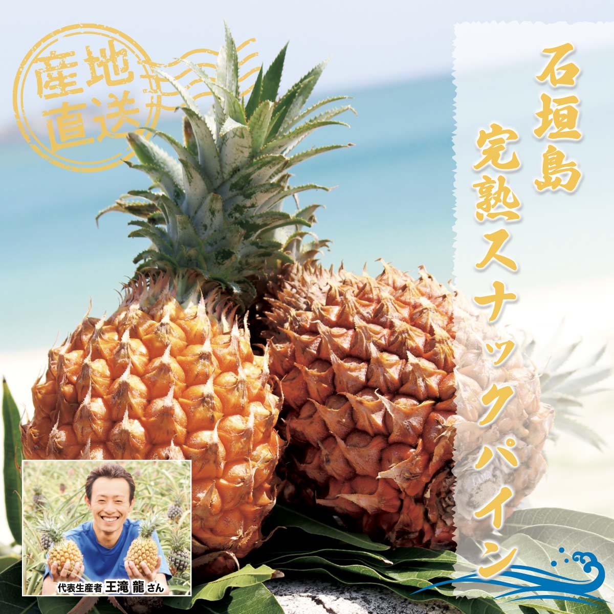 沖縄直送/完熟スナックパイン/約10kg入（10～12玉） 沖縄直送/完熟スナックパイン/約10kg入（10～12玉） - メルカリ