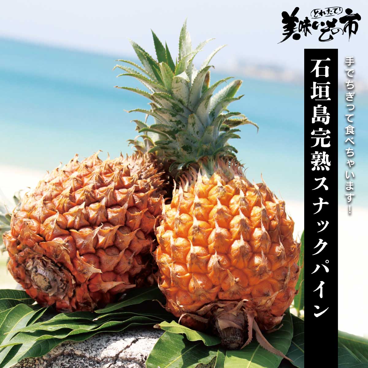 公式】 【完売】【終】【産地直送】石垣島 完熟スナックパイン