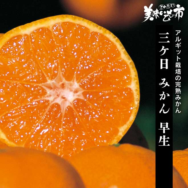 公式】 【完売】【産地直送】三ケ日 みかん 早生【予定販売数500