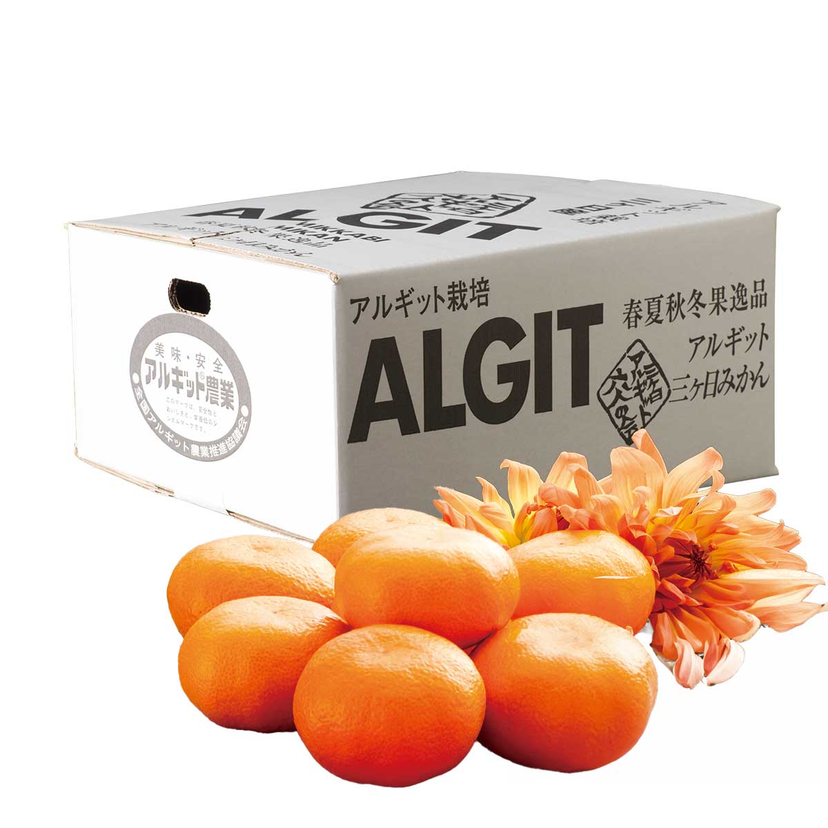 公式】 【産地直送】三ケ日 みかん 青島【予定販売数500】 (野菜