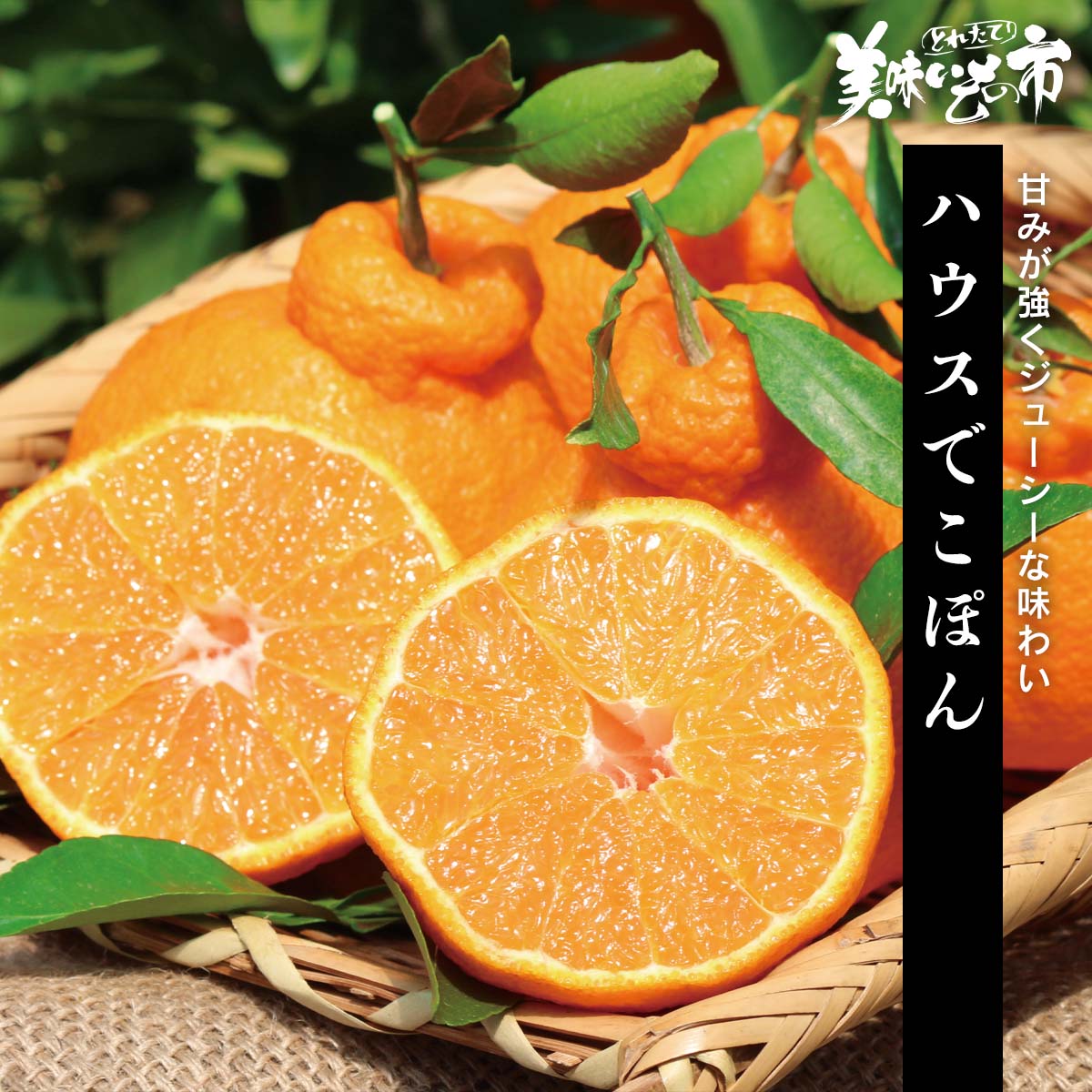 公式】 【終】【完売】【産地直送】ハウスでこぽん【予定販売数