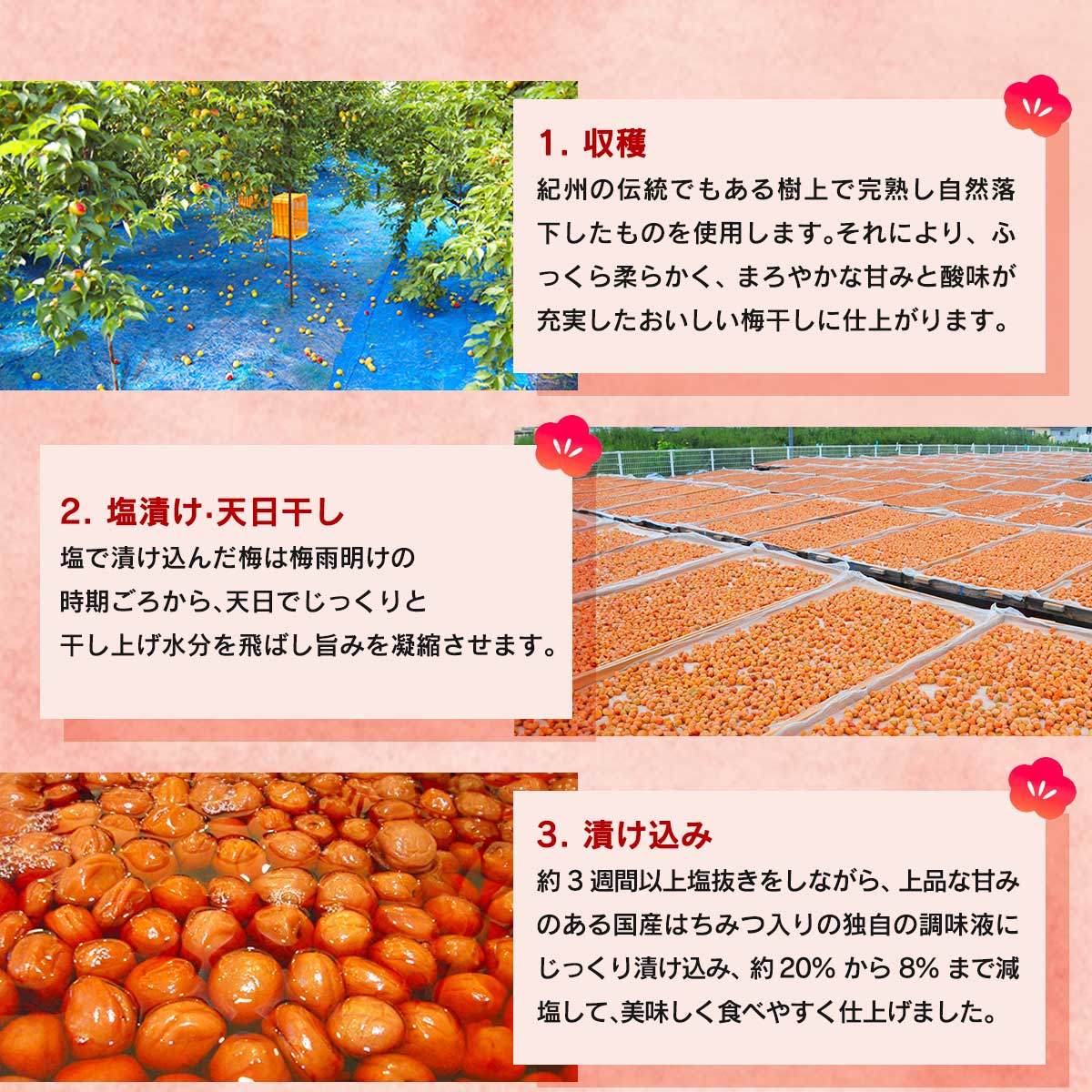 公式】 JAわかやま 南高梅 はちみつ梅干し（3L以上) (漬け物・佃煮