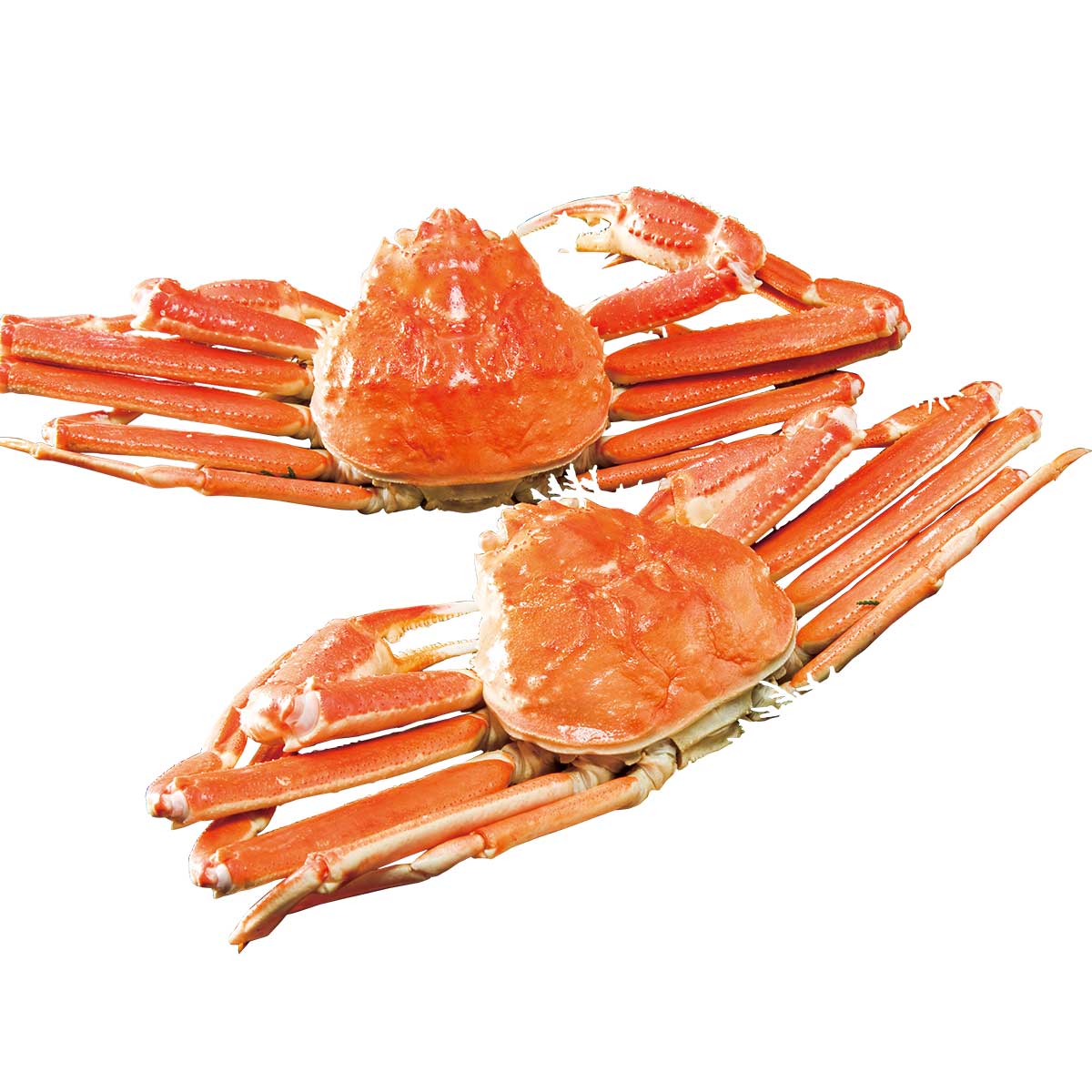 公式】 【完売】【終】本ズワイ蟹姿2尾 (蟹)| とれたて！美味いもの市