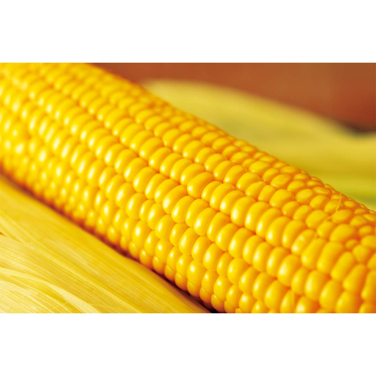 公式】 【終】【完売】【産地直送】北海道産 ゴールドラッシュ 【予定