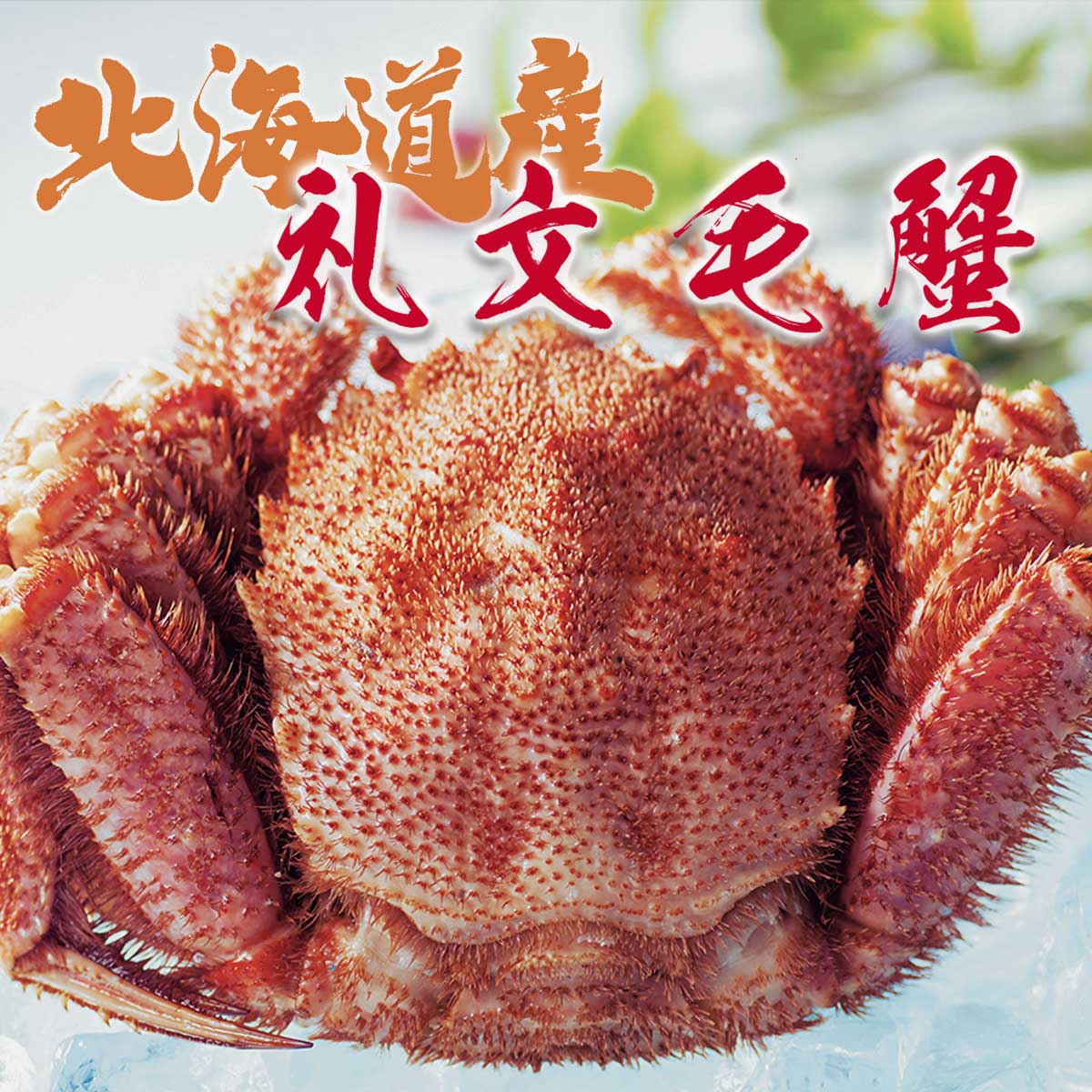 公式】 【終】【完売】北海道礼文 毛蟹 (蟹)| とれたて！美味いもの市