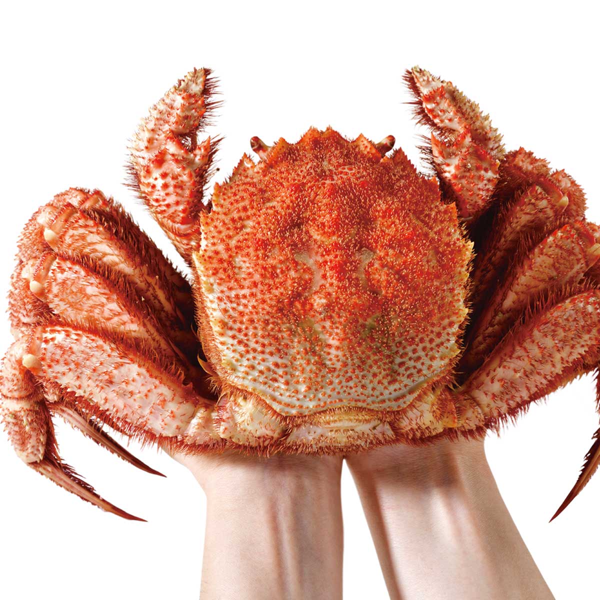 公式】 特大毛蟹姿 1尾 総重量約1.0kg (蟹)| とれたて！美味いもの市