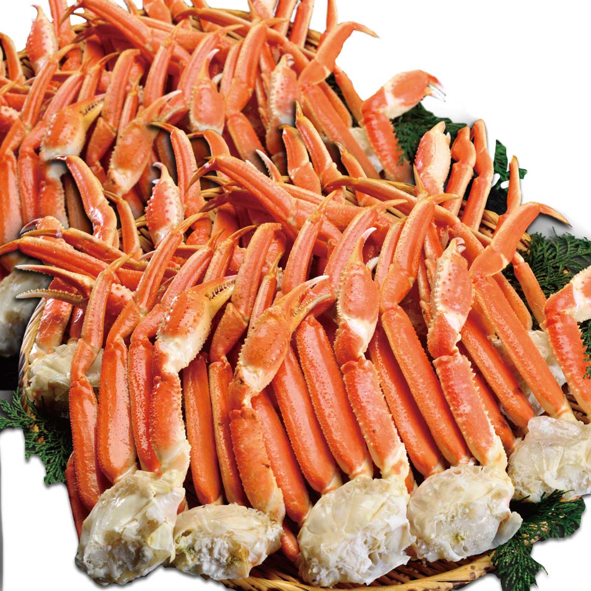 公式】 【終】【完売】ギガ盛 MLサイズ 本ズワイ蟹脚 総重量5.0kg 23