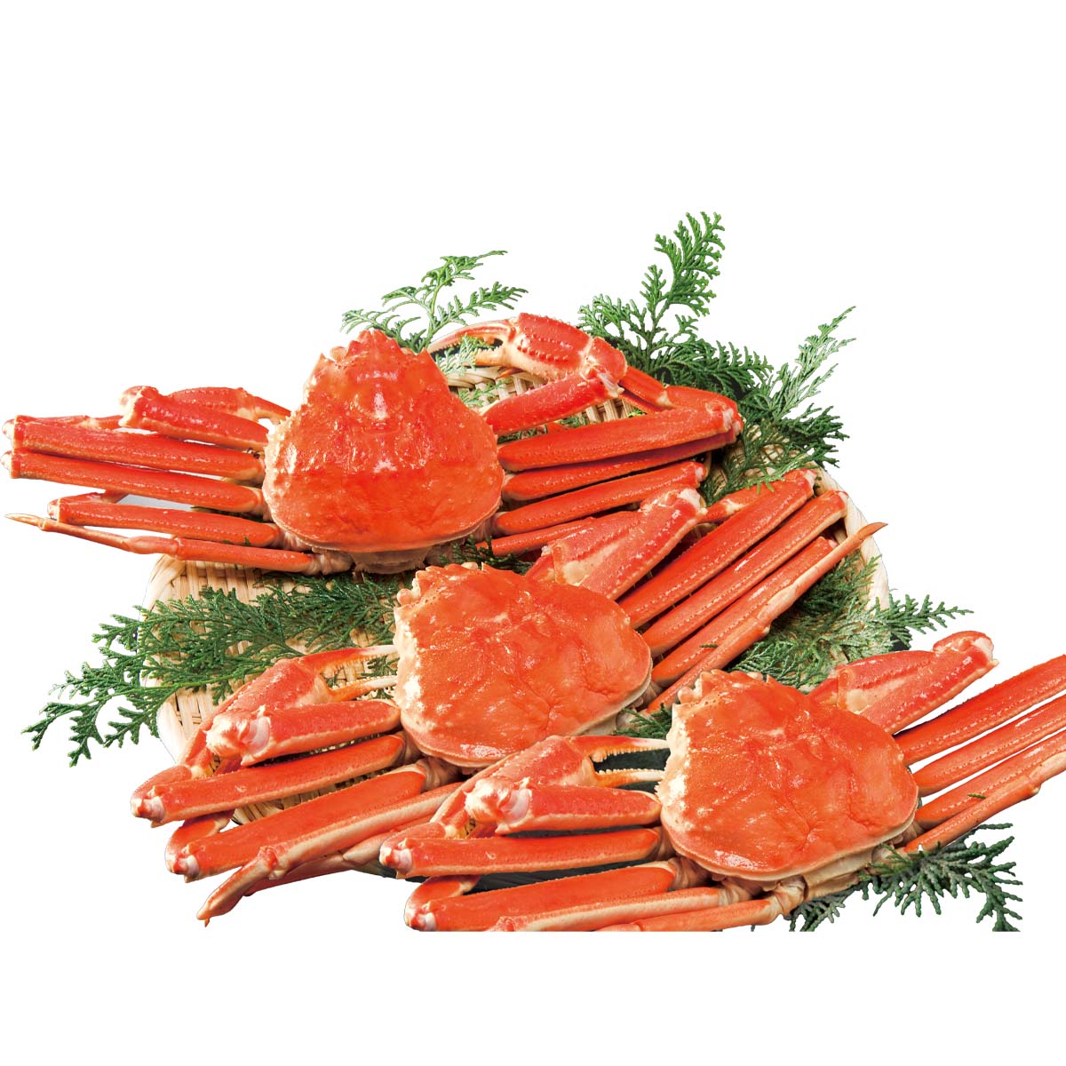 公式】 【終】【完売】本ズワイガニ姿 贅沢盛 3尾 (蟹)| とれたて