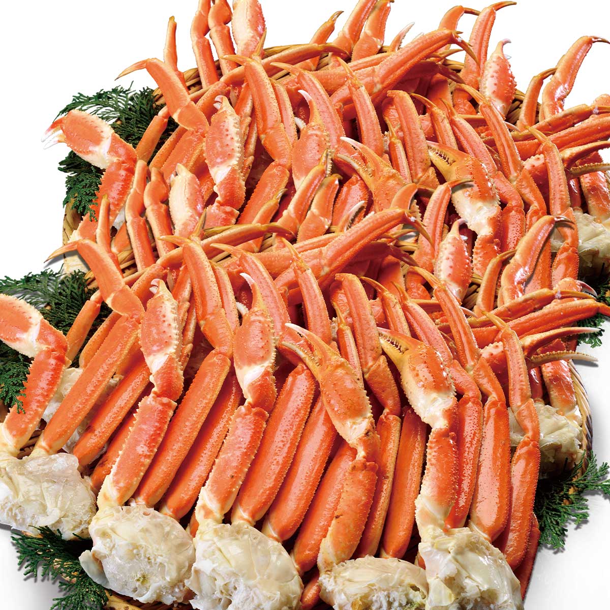 公式】 特盛 MLサイズ 本ズワイ蟹脚 総重量2.5kg 9～14肩（ボイル