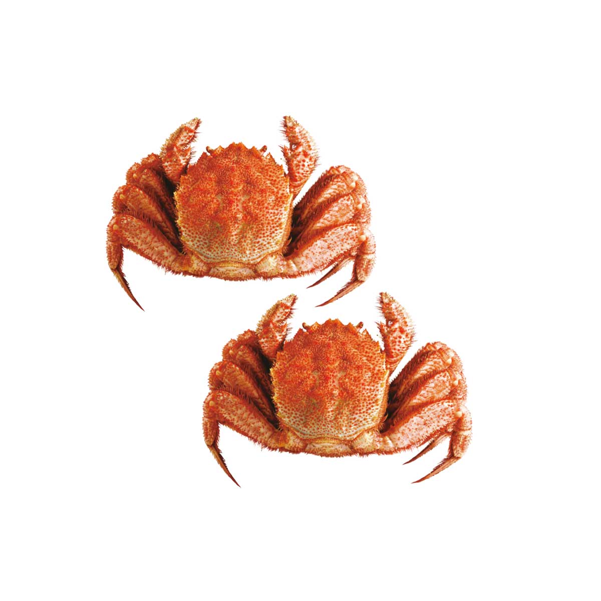 公式】 特撰 毛蟹2尾セット (ギフト)| とれたて！美味いもの市