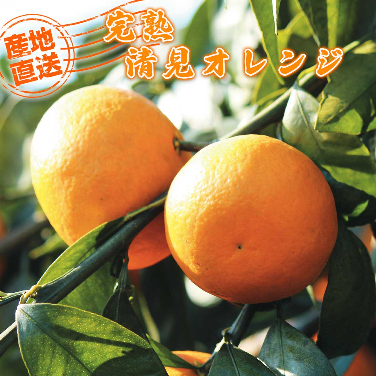 公式】 【終】【完売】【産地直送】完熟 清見オレンジ【予定販売数300