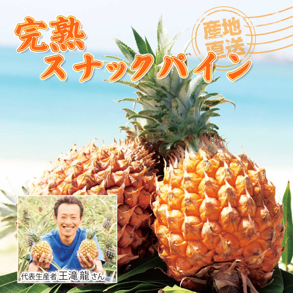 公式】 【終】【完売】【産地直送】石垣島 完熟スナックパイン【予定