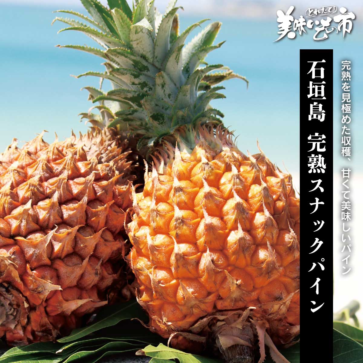 公式】 【終】【完売】【産地直送】石垣島 完熟スナックパイン【予定